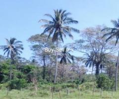 10000 m² – VENTA TERRENO 1 HECTÁREA PARAISO, TABASCO